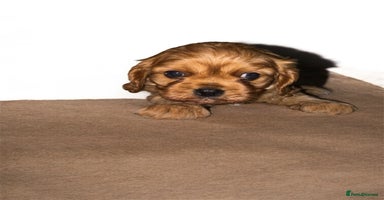 Cavalier King Charles Spaniel dogs - Advert 2