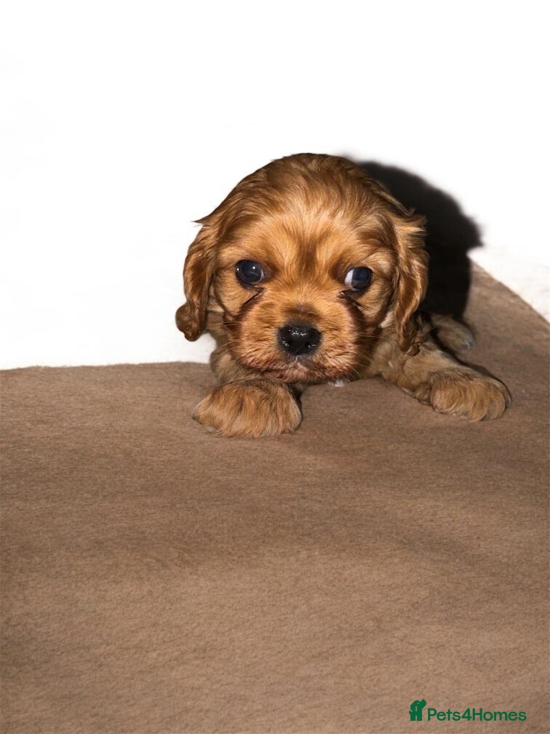 Cavalier King Charles Spaniel dogs for sale: Stunning top quality KC reg Ruby boy remaining  - Image 2