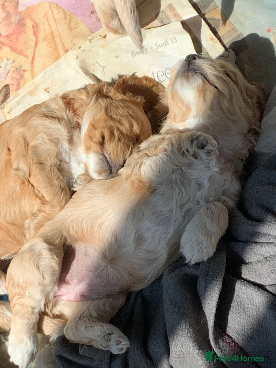 Cockapoo dogs for sale: Cockapoo puppies - Image 22