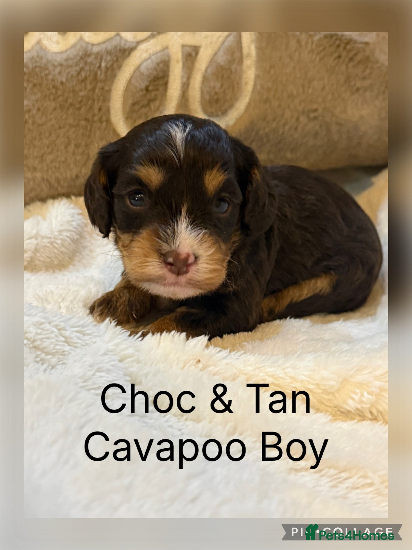 Cavapoo dogs Stunning Choc & Tan Cavapoo’s  - Advert 1