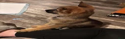 German Shepherd dogs for sale: German Shepherd Girl in High Wycombe - Advert 2
