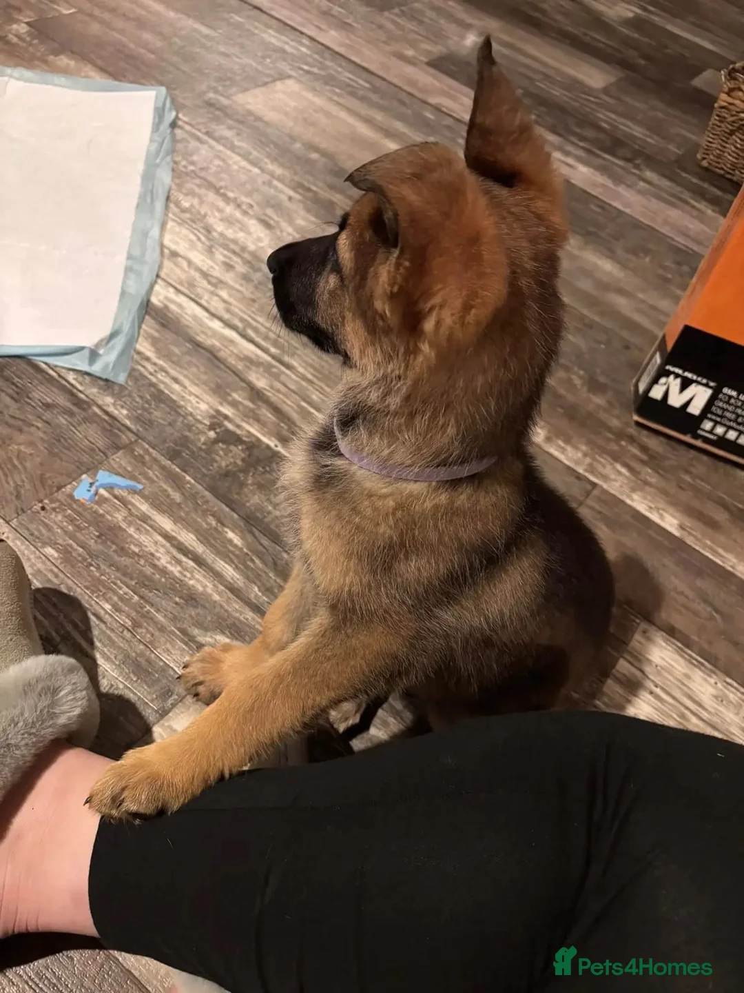 German Shepherd dogs for sale: German Shepherd Girl in High Wycombe - Advert 2