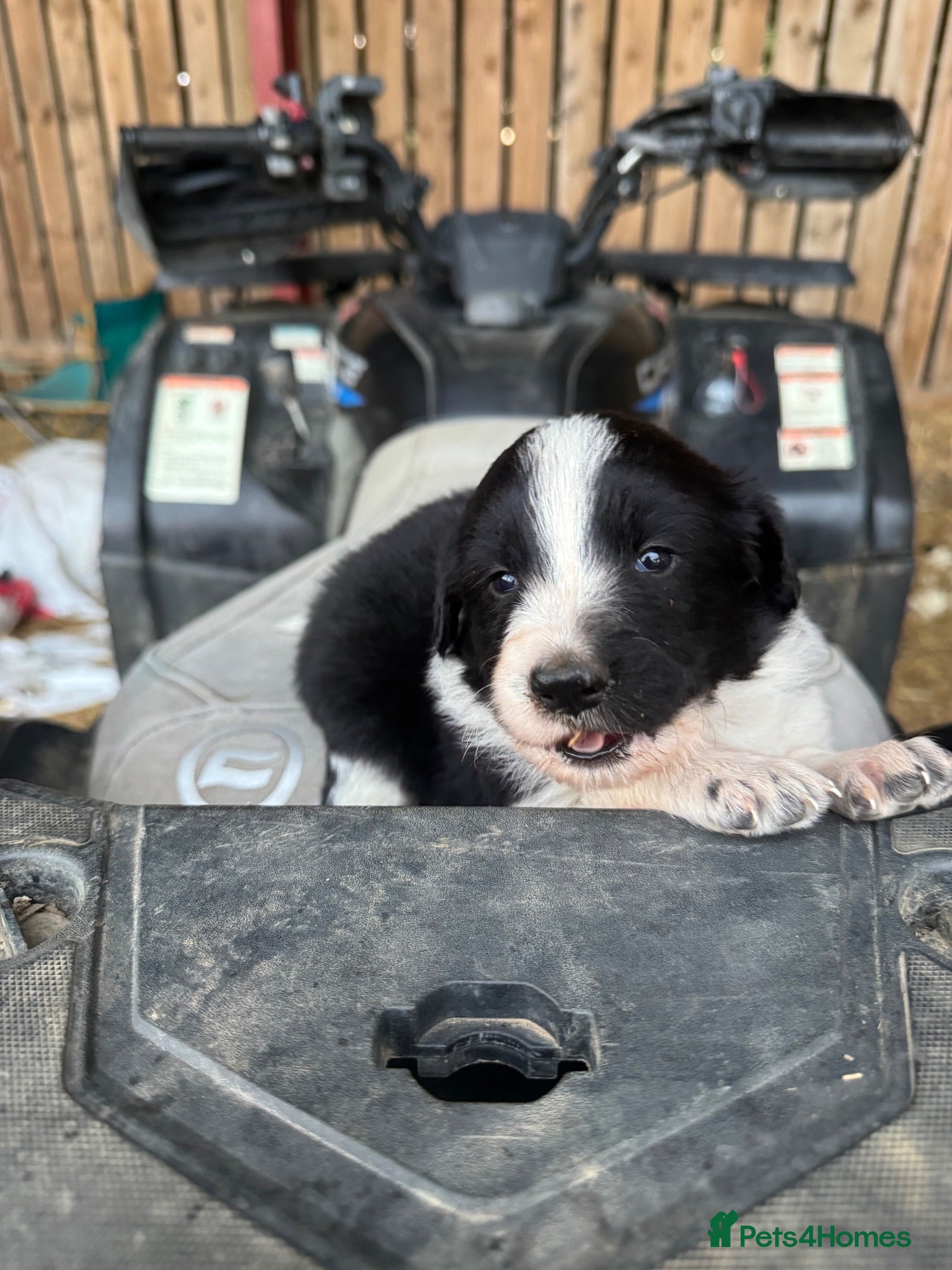Border Collie dogs Very Cute Fluffy Border Collie Pups - Advert 6