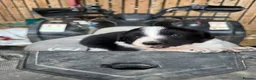 Border Collie dogs for sale: Very Cute Fluffy Border Collie Pups - Advert 1