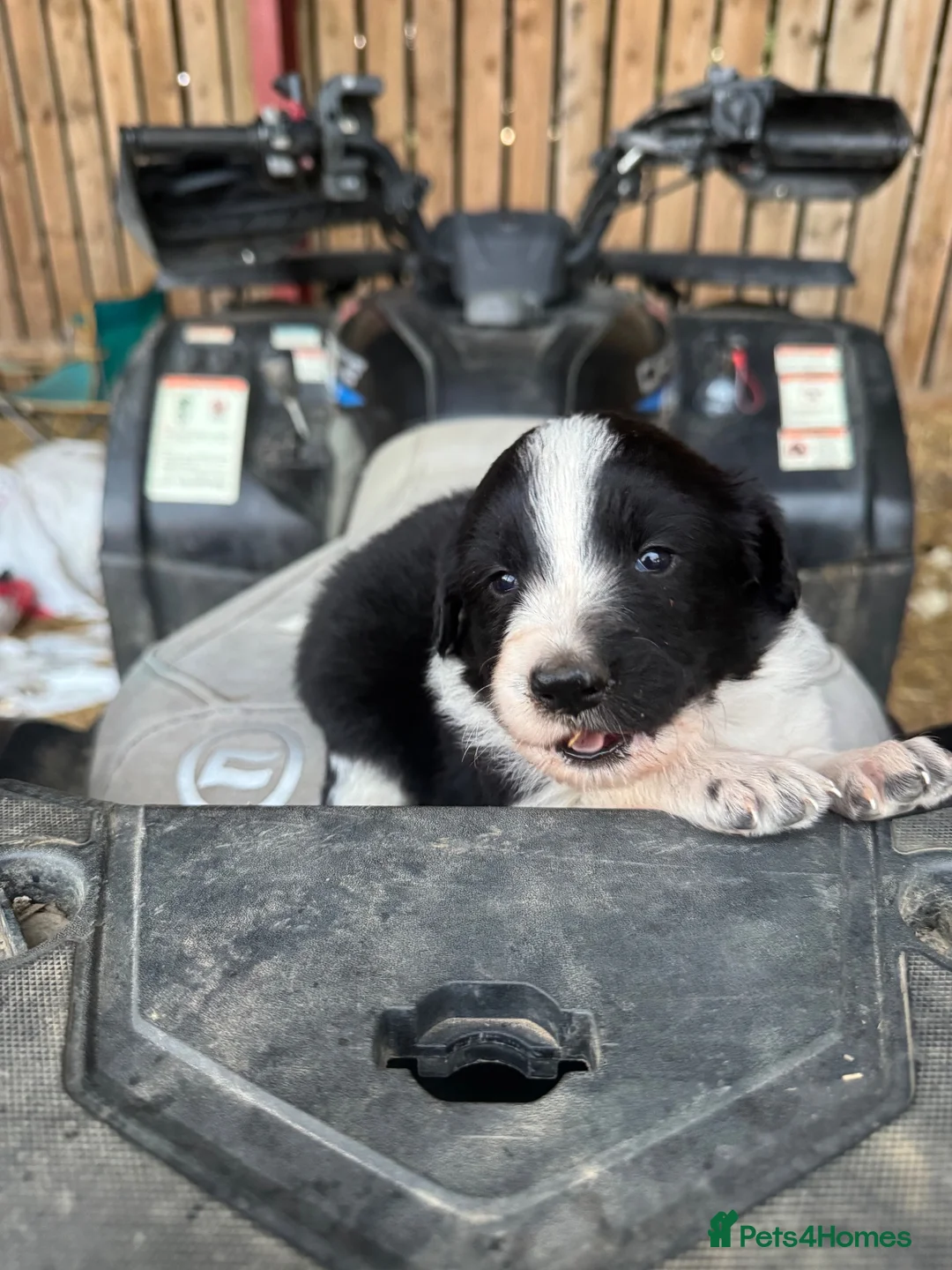 Border Collie dogs for sale: Very Cute Fluffy Border Collie Pups - Advert 1