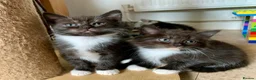 Mixed Breed cats for sale: Kittens from a Ragdoll-cross mother - Advert 6