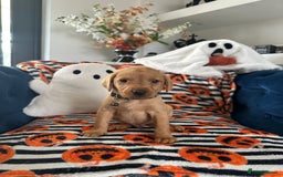 Labrador Retriever dogs for sale: Beautiful fox red Labrador pups - Image 30