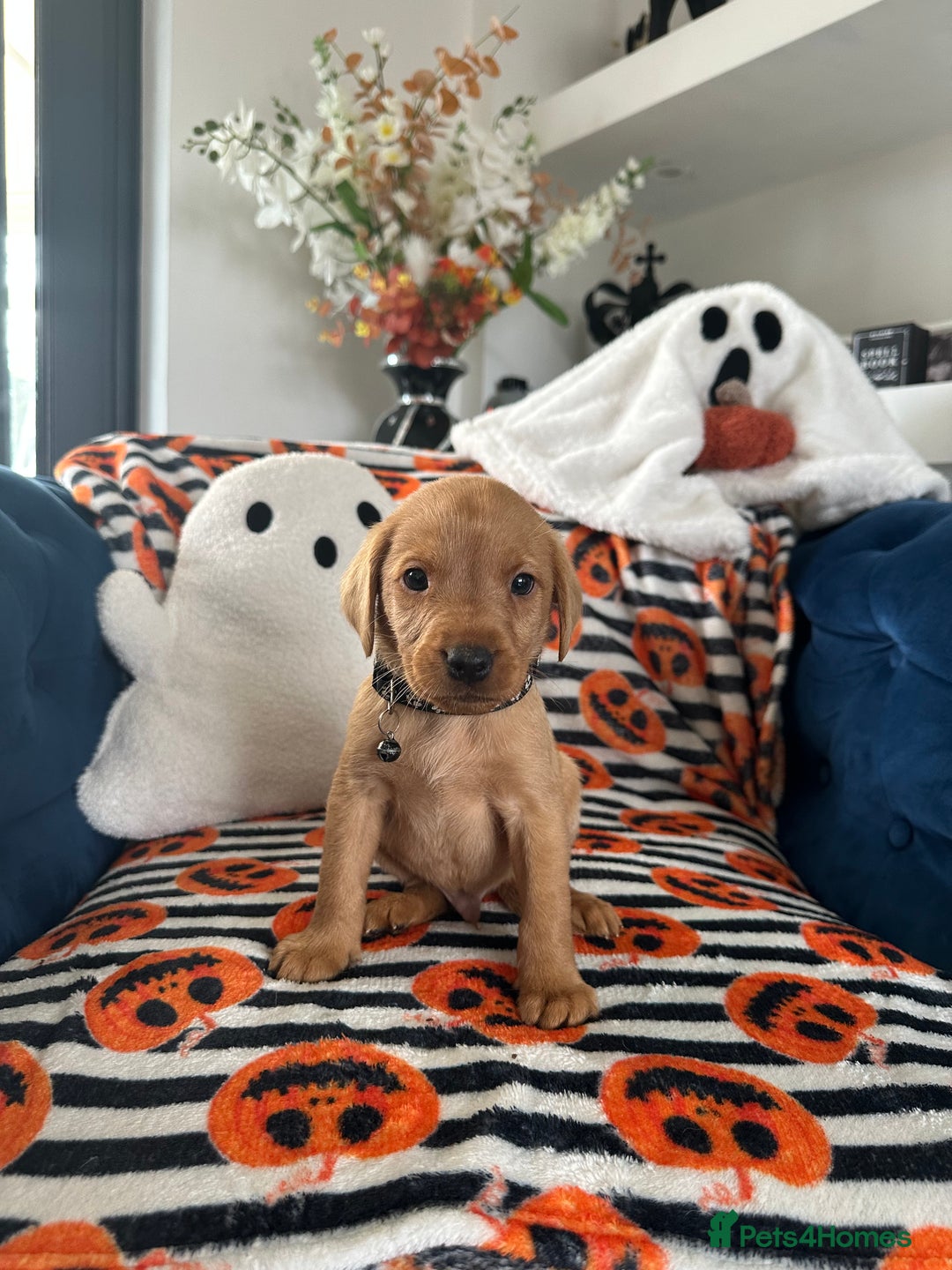 Labrador Retriever dogs for sale: Beautiful fox red Labrador pups - Image 30