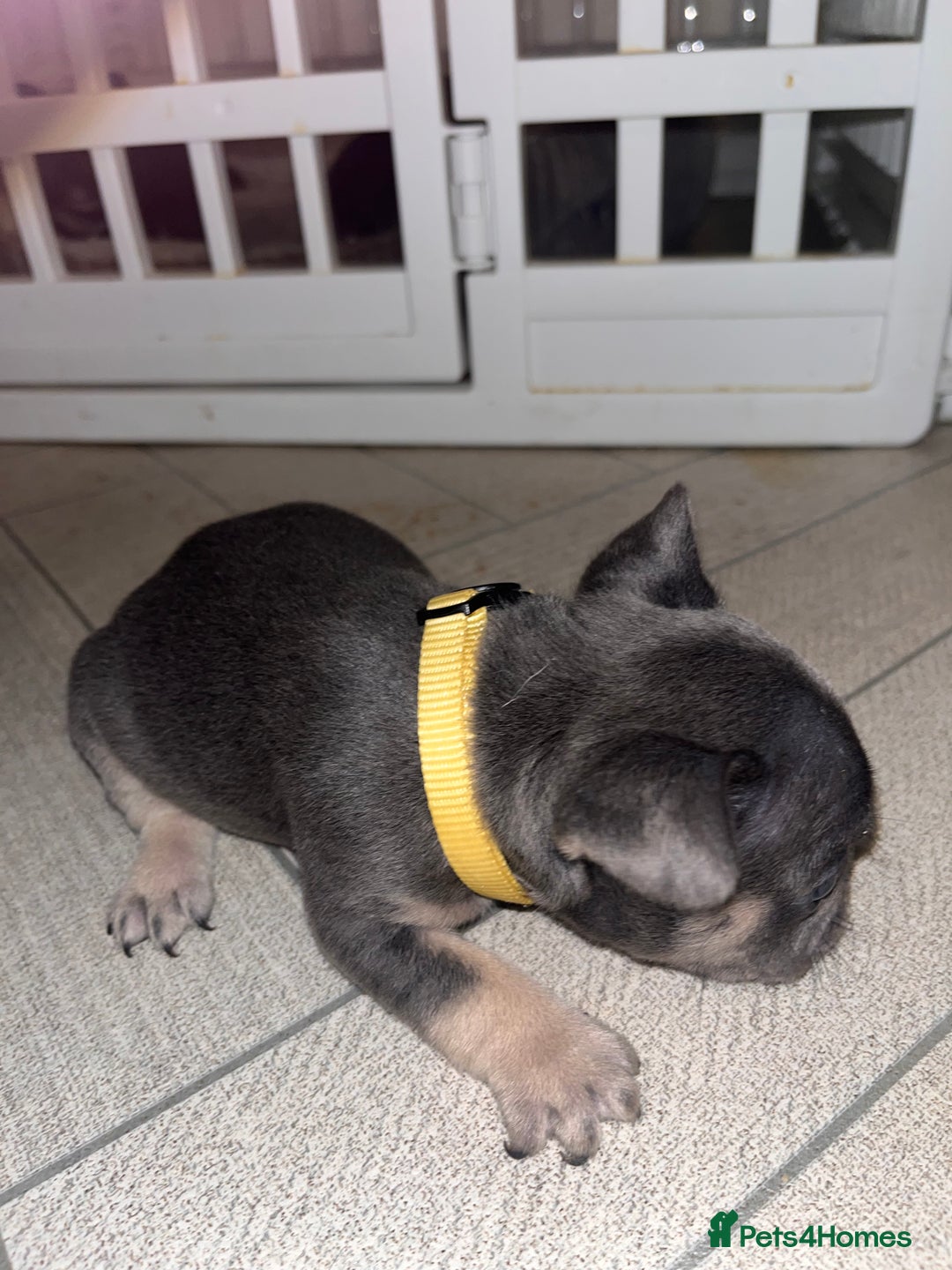 French Bulldog dogs for sale: Cutest frenchies pups  - Advert 34