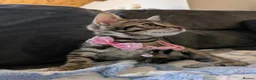 Mixed Breed cats for sale: Bengal mixed kittens - Advert 23