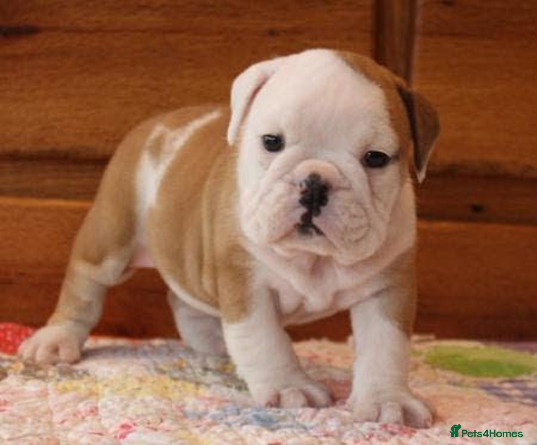 English Bulldog dogs for sale: Purebred English Bulldogs - Image 8
