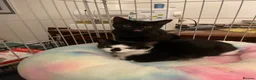 Mixed Breed cats for adoption: Rescue kittens needing forever home - Advert 9
