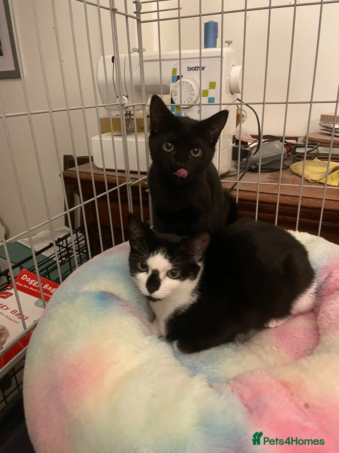Mixed Breed cats for adoption: Rescue kittens needing forever home - Advert 9
