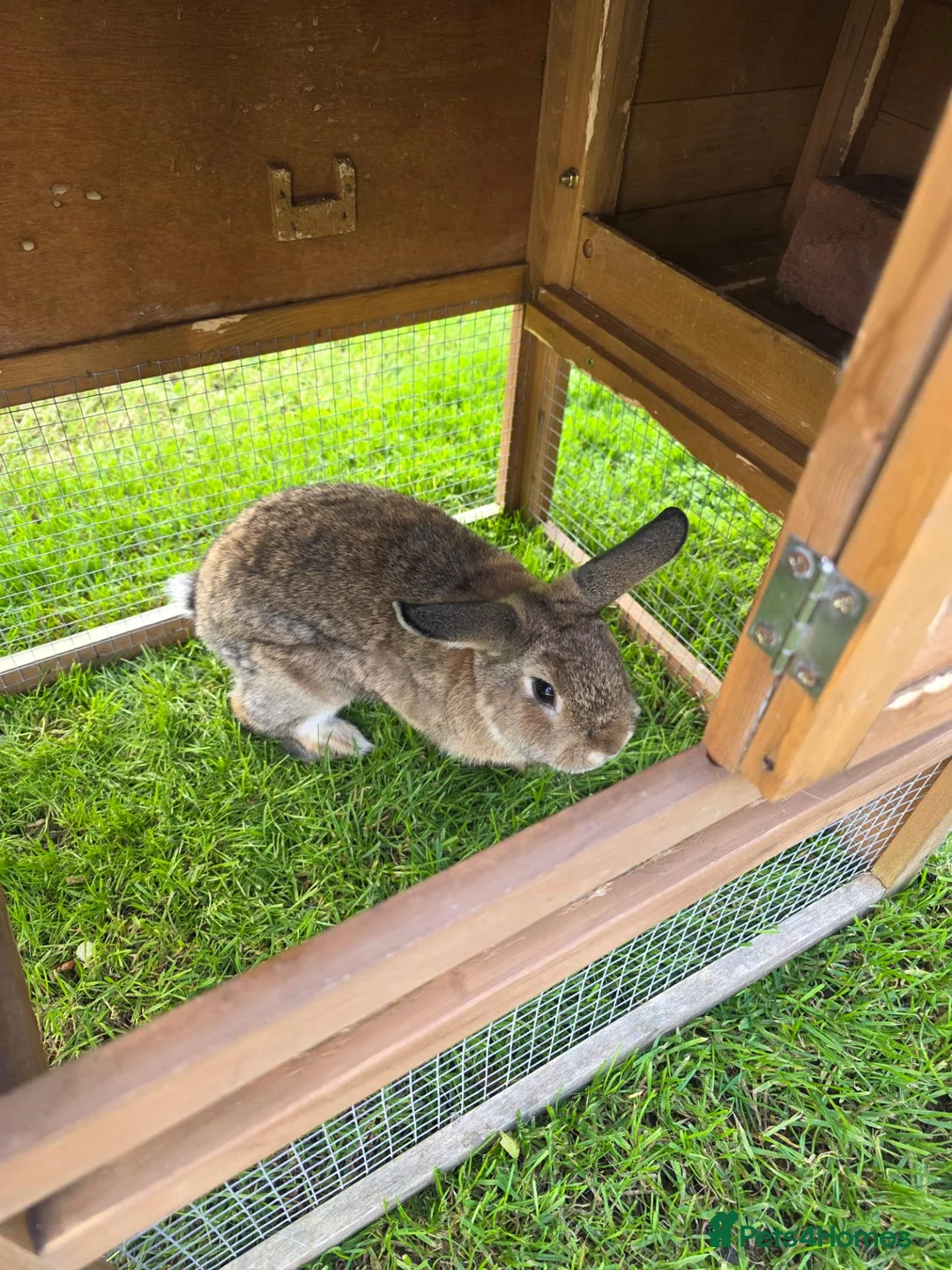 Mixed Breed rabbits for sale: 2 Mixed Breed Male Rabbits - Advert 2