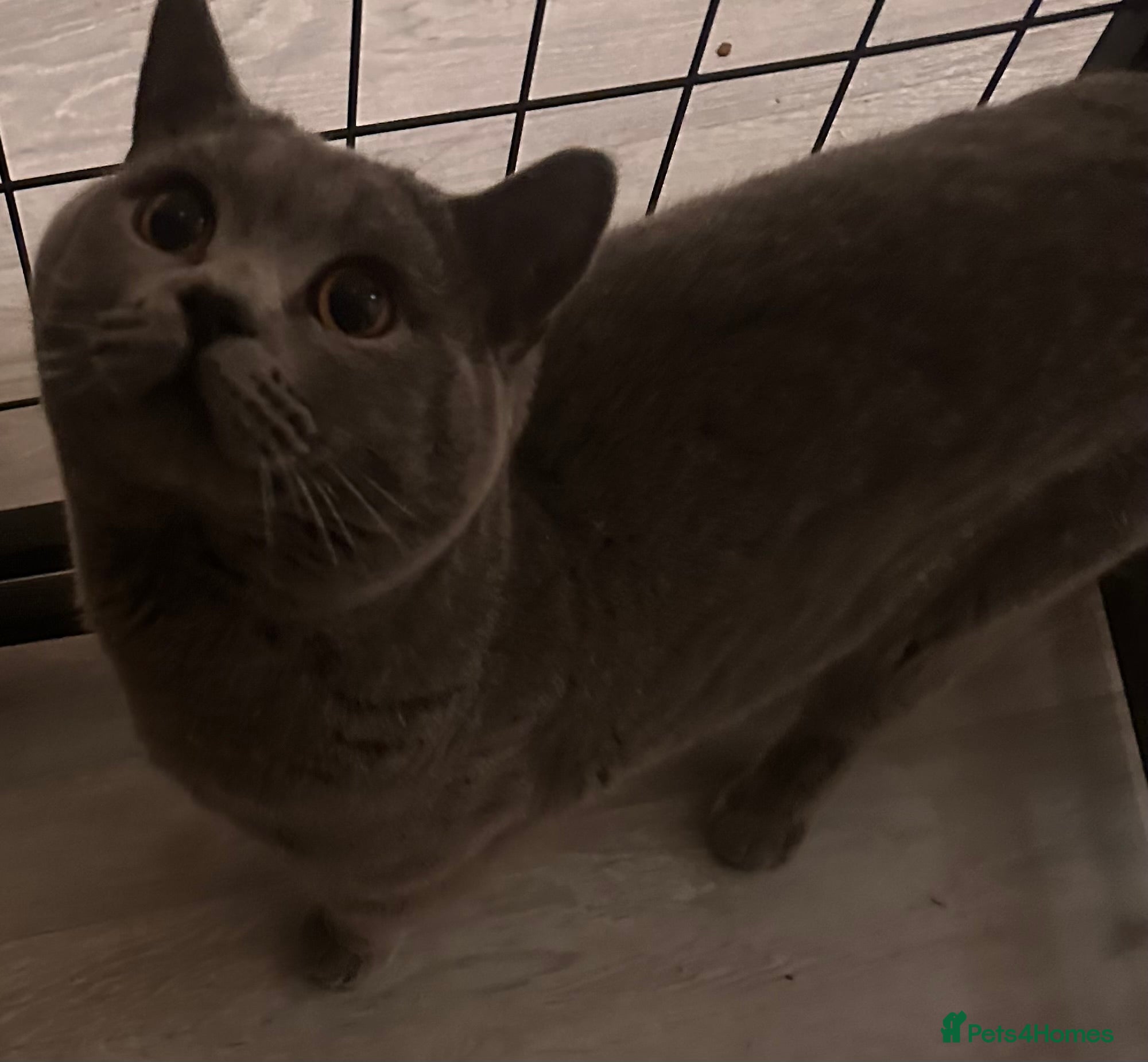 British Shorthair cats Gorgeous chunky male for stud looking for Queens - Advert 4