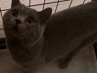 British Shorthair cats - Advert 18