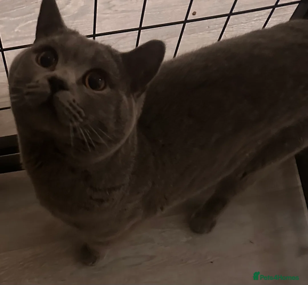 British Shorthair cats for stud: Gorgeous chunky male for stud looking for Queens - Advert 1