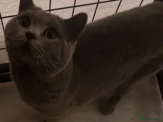 British Shorthair cats Gorgeous chunky male for stud looking for Queens - Advert 4