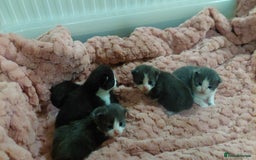 Mixed Breed cats for sale: Beautiful Maine Coon x kittens - Image 6