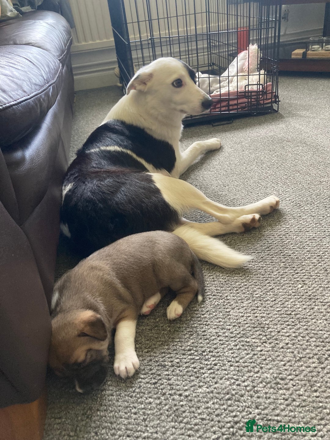 Mixed Breed dogs for sale: Collie Doberman staff cross - Image 2