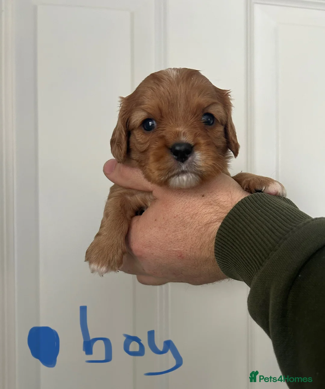 Cavalier King Charles Spaniel dogs for sale: ⭐️Beautiful health tested Cavalier King Charles⭐️ - Advert 1