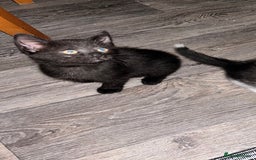 Domestic Shorthair cats for sale: Three kittens available need a loving home  - Image 4