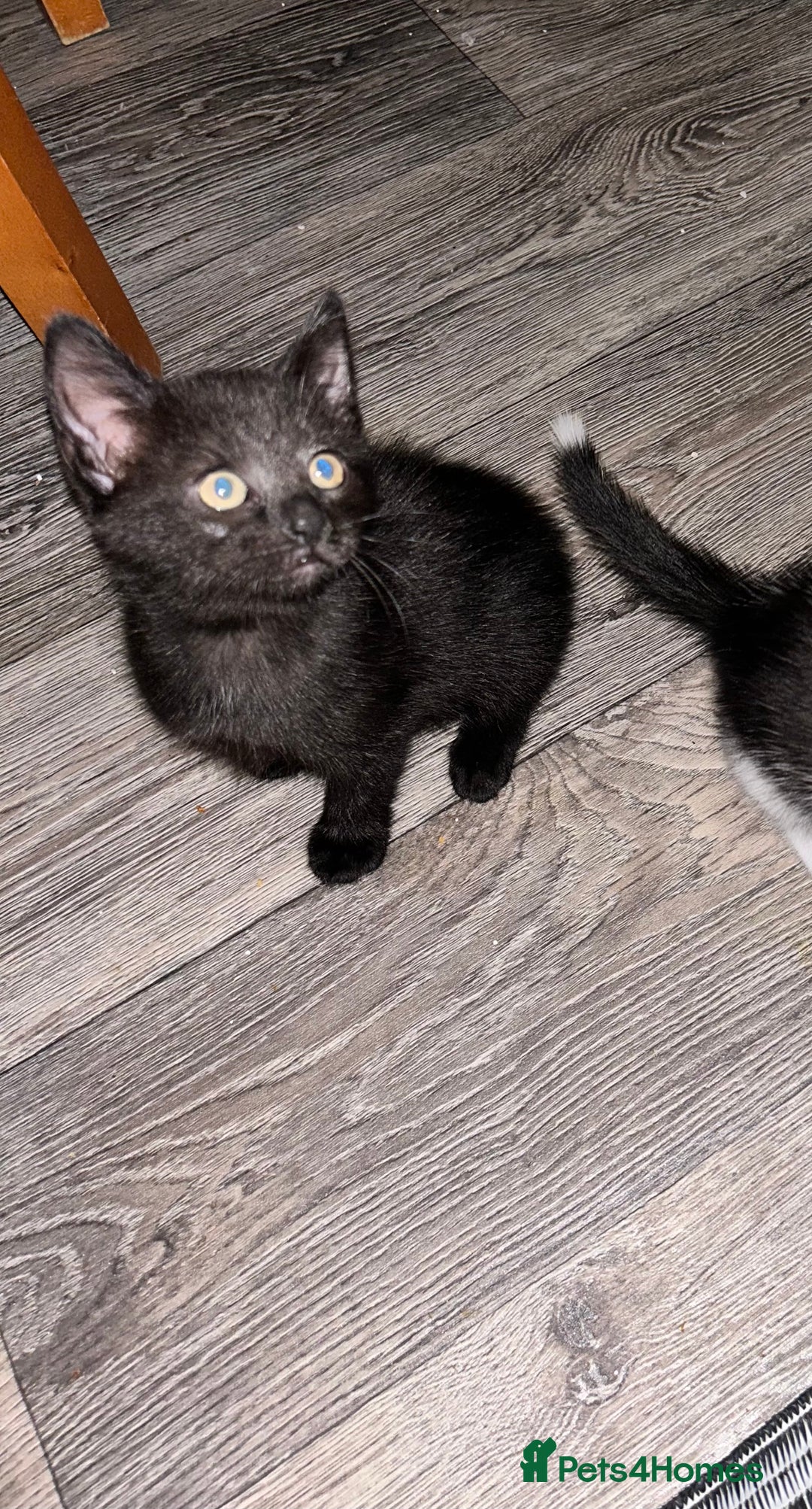 Domestic Shorthair cats for sale: Three kittens available need a loving home  - Image 4