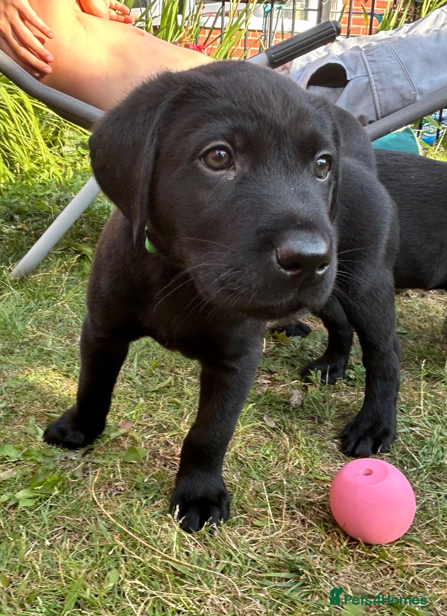 Labrador Retriever dogs Stunning litter of KC black labradors - Advert 11