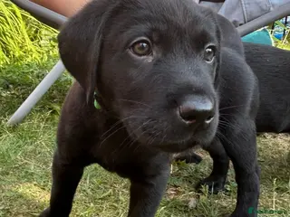 Labrador Retriever dogs Stunning litter of KC black labradors - Advert 11