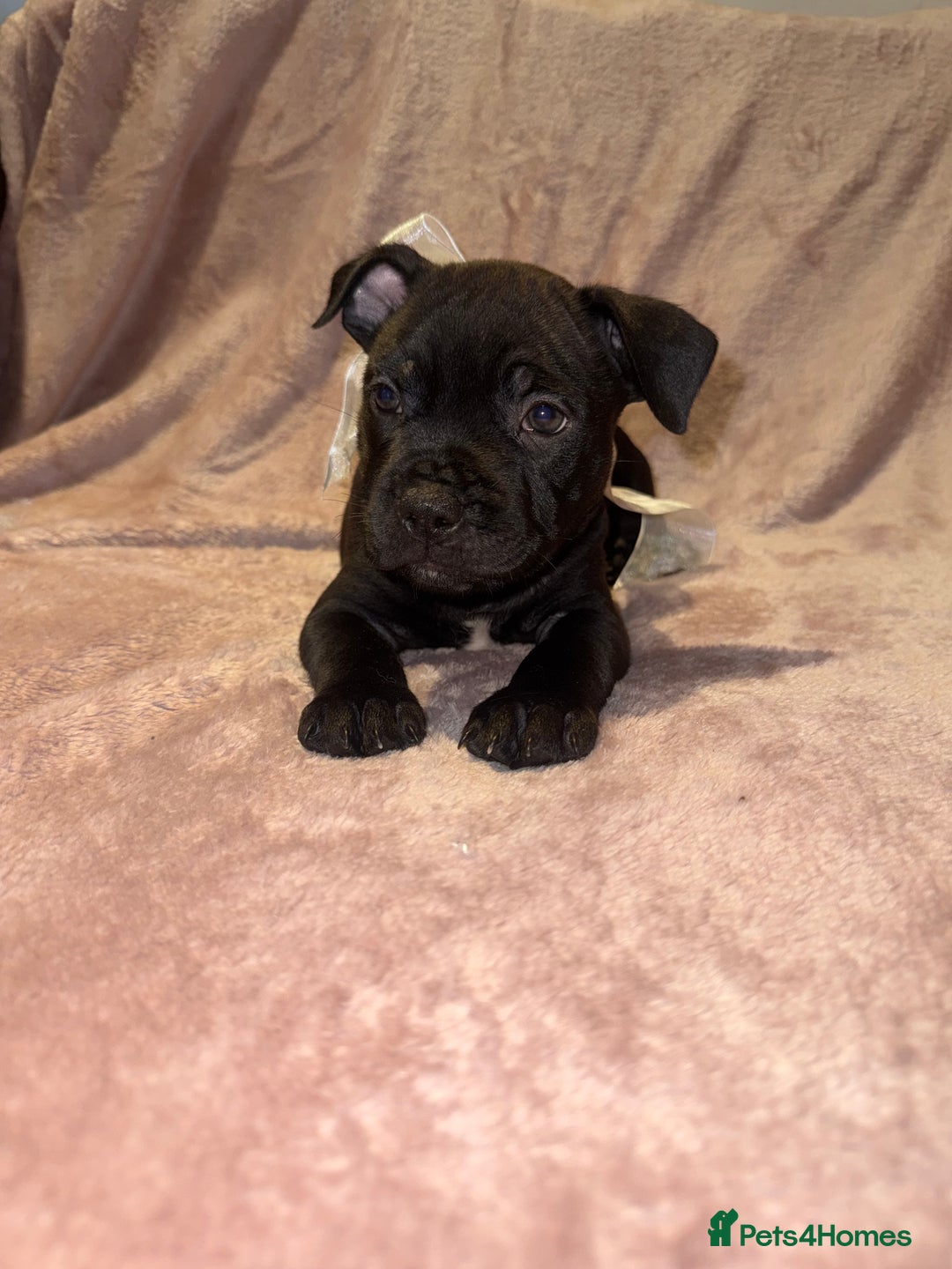 Staffordshire Bull Terrier dogs for sale: KC reg. Staffordshire bull terrier puppies - Advert 20