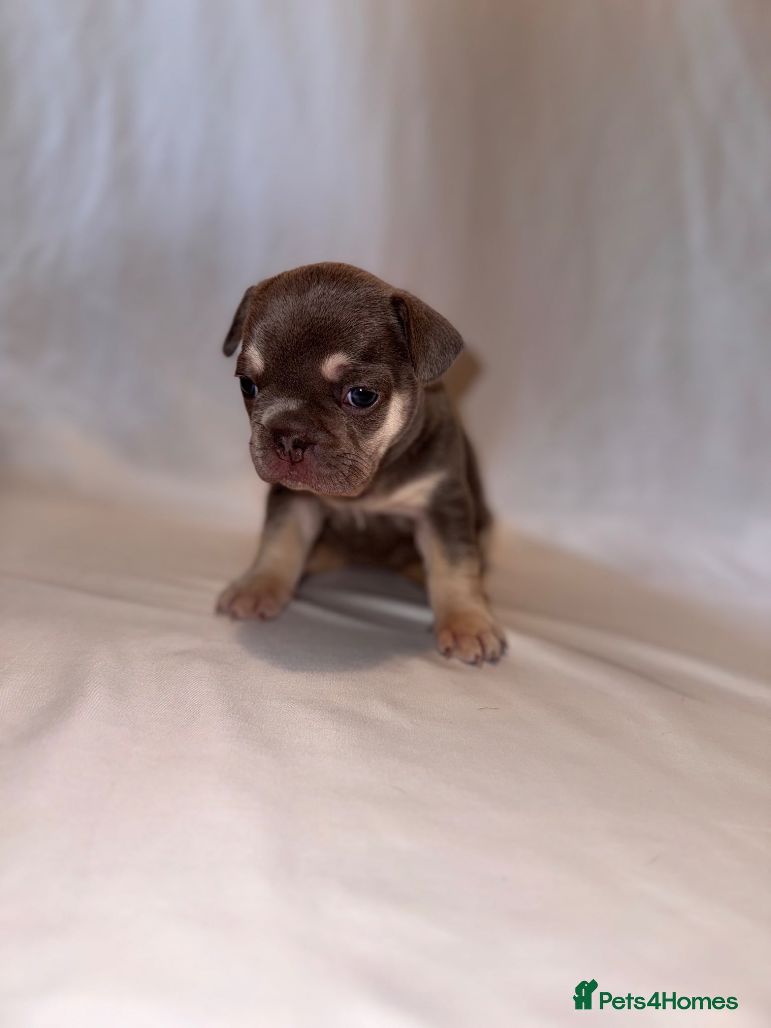 French Bulldog dogs for sale: Exceptional French Bulldog Puppies in Bristol - Advert 5