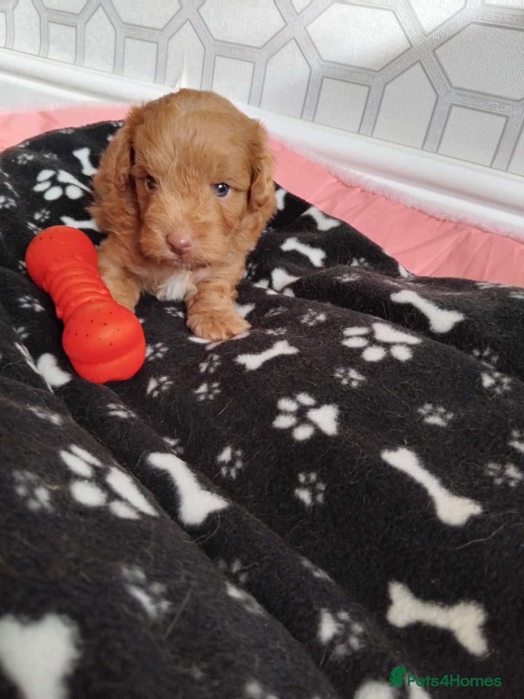 Cavachon dogs for sale: Beautiful golden cavapoochons puppies  - Image 7