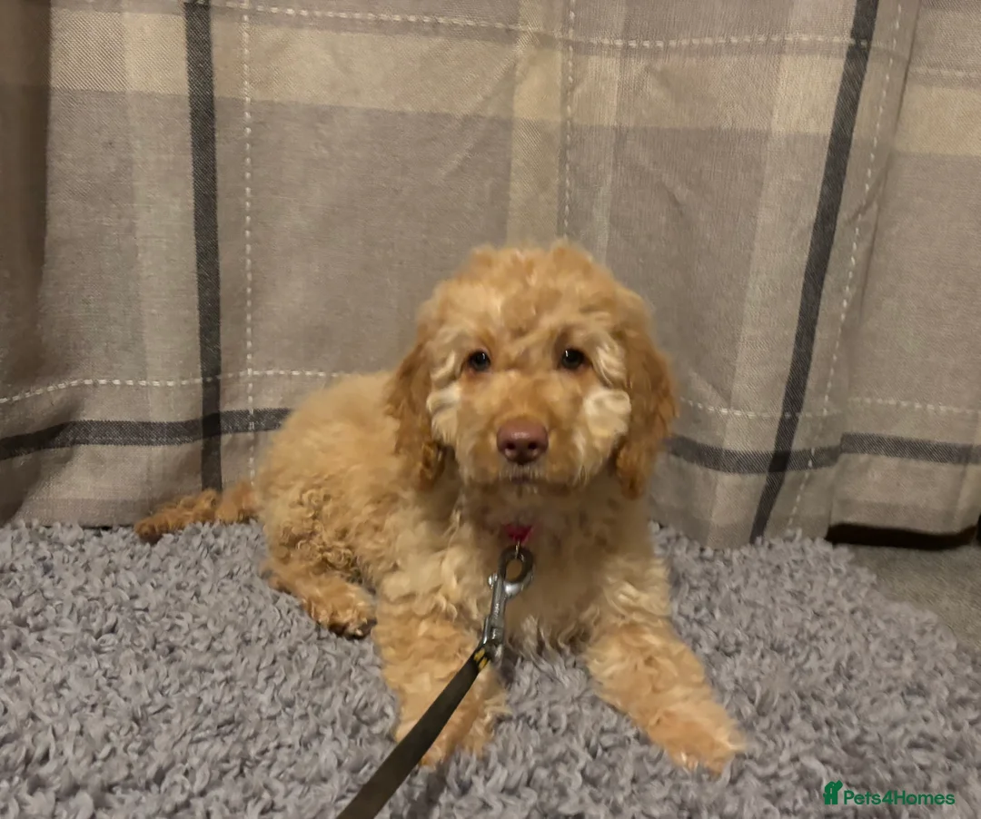 Cockapoo dogs for sale: 🐶8 Beautiful Cockapoo puppies🐶 - Advert 28