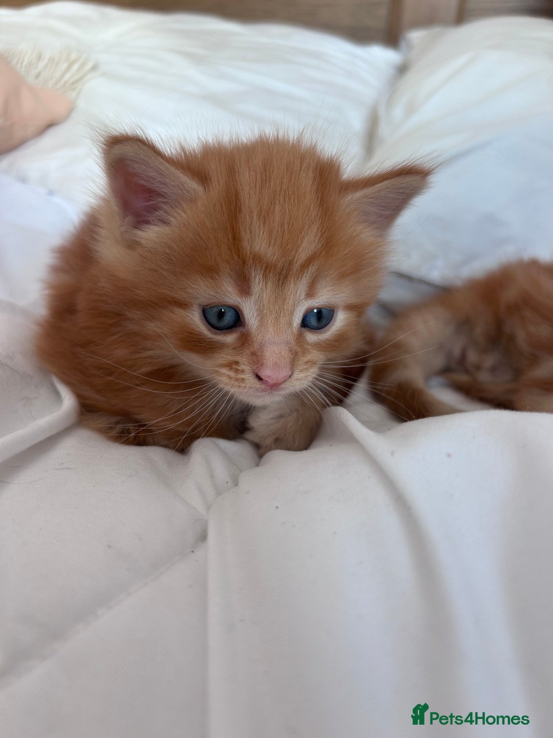 British Longhair cats for sale: Ginger British long hair male kitten - Advert 5