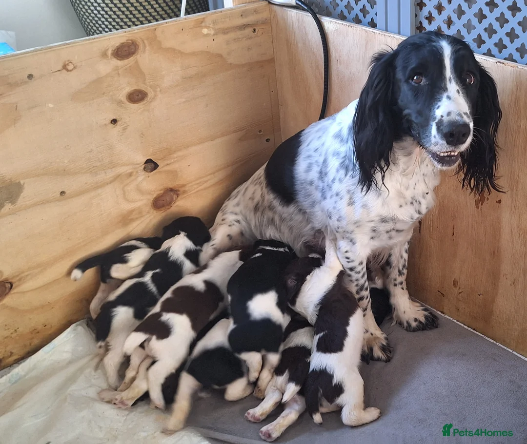 English Springer Spaniel dogs for sale: KC Working Springer Spaniel Puppies Great Pedigree - Advert 2