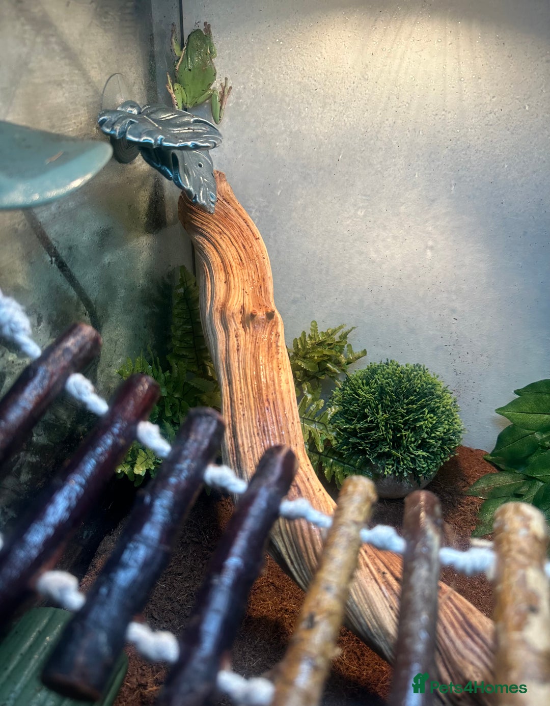 Frog reptiles for sale: American Green Tree Frog  - Advert 6