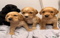Cocker Spaniel dogs for sale: Beautiful DNA tested cocker spaniel puppies - Advert 2