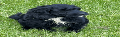Cockapoo 1