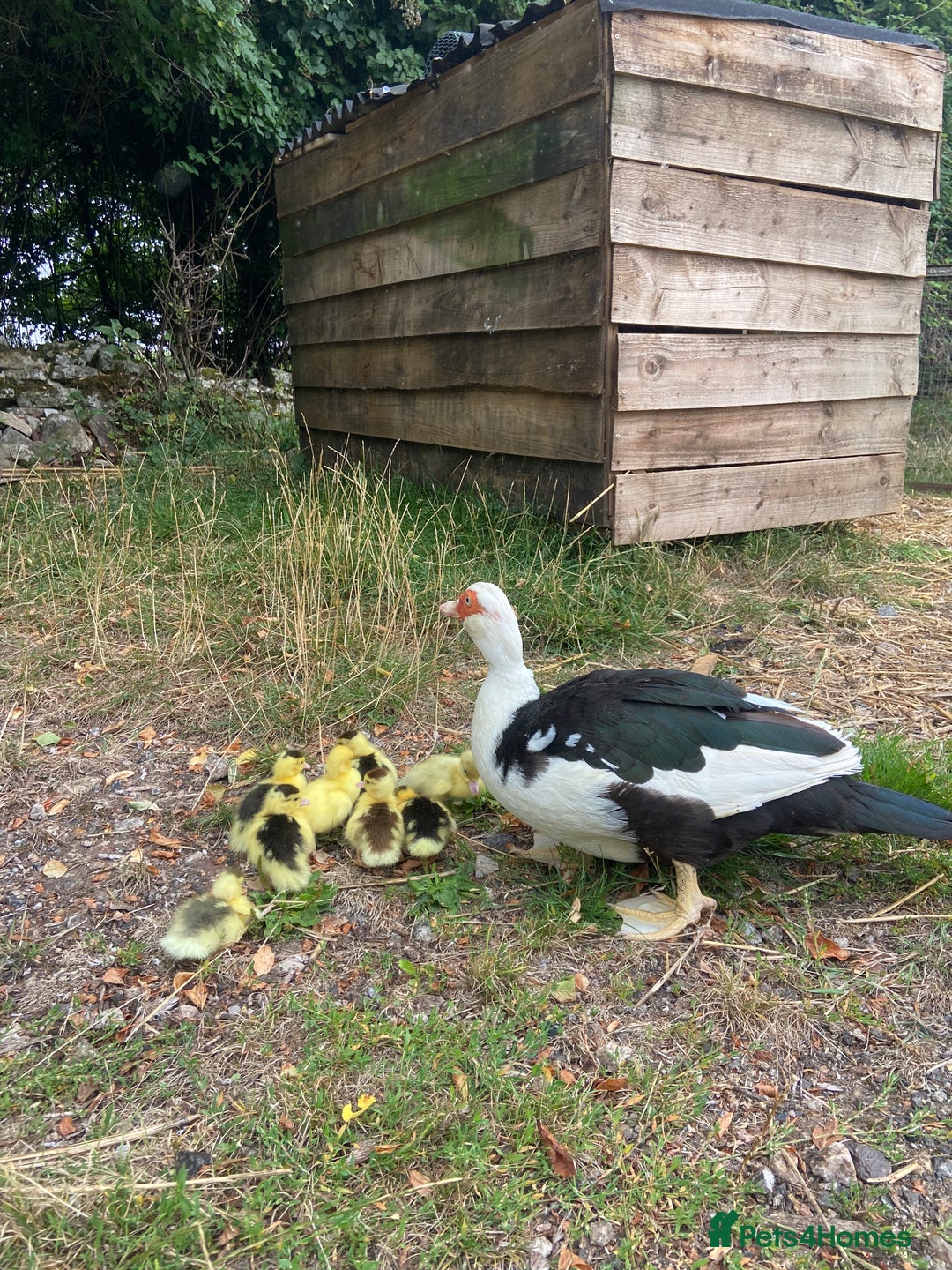 Ducks poultry for sale: Muscovy duck with 8 ducklings  - Image 4
