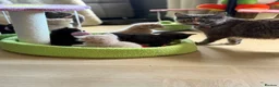 Mixed Breed cats for sale: Litter of beautiful kittens  - Advert 9