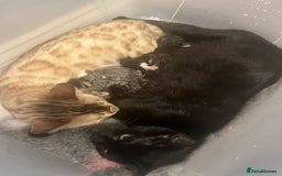 Bengal cats for sale: Bengal cross kittens - Image 5