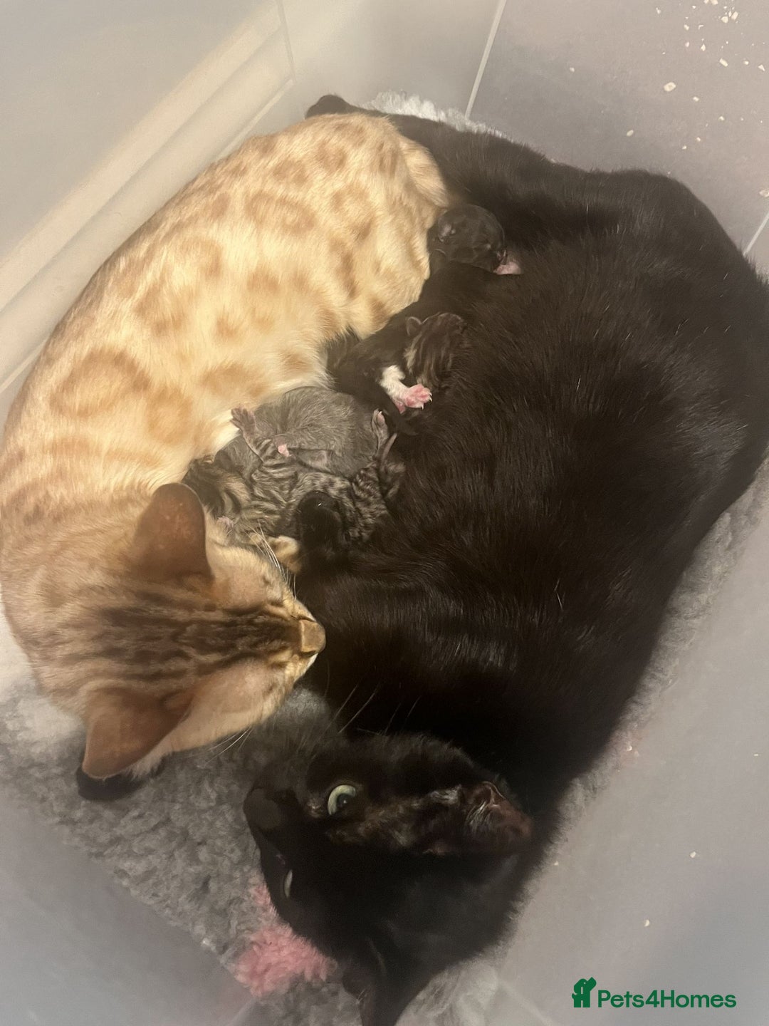 Bengal cats for sale: Bengal cross kittens - Image 5