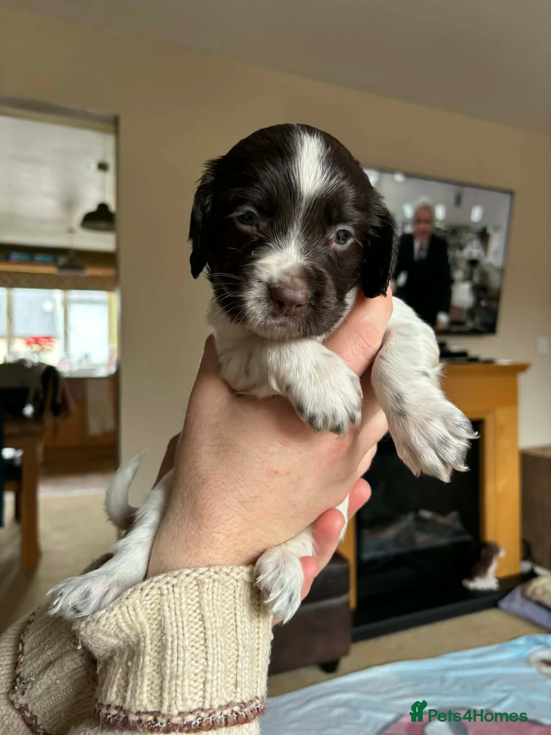 English Springer Spaniel dogs for sale: Stunning English Springer Spaniel Puppies - Advert 14