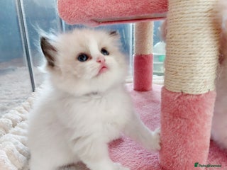 Ragdoll cats Beautiful Ragdoll kittens raised with ❤️ - Advert 6