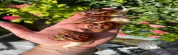 Snails invertebrates for sale: Albino Giant African Snails for sale! - Advert 3