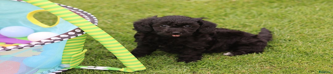 Cavapoochon Puppy 3