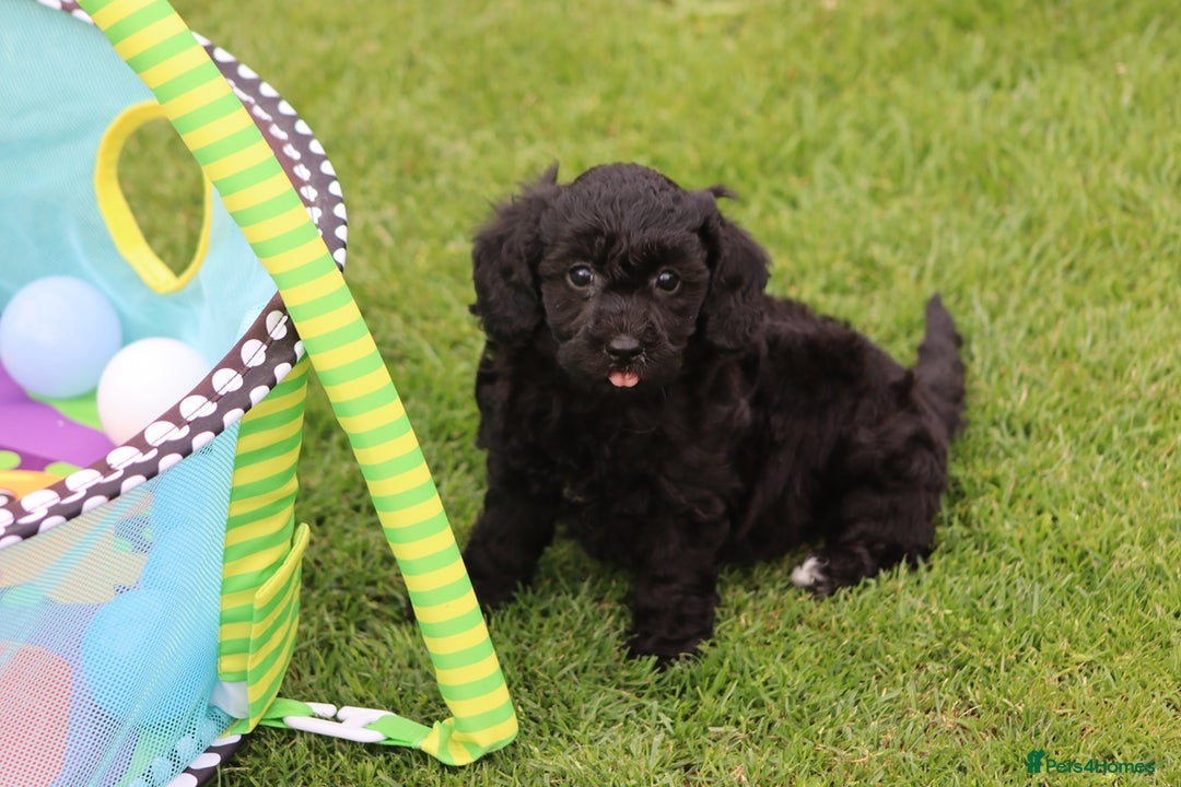 Cavapoochon dogs for sale: Beautiful Cavapoochon puppies for sale - Image 16