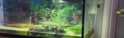 Turtle reptiles for sale: Painted turtles for sale - Advert 3