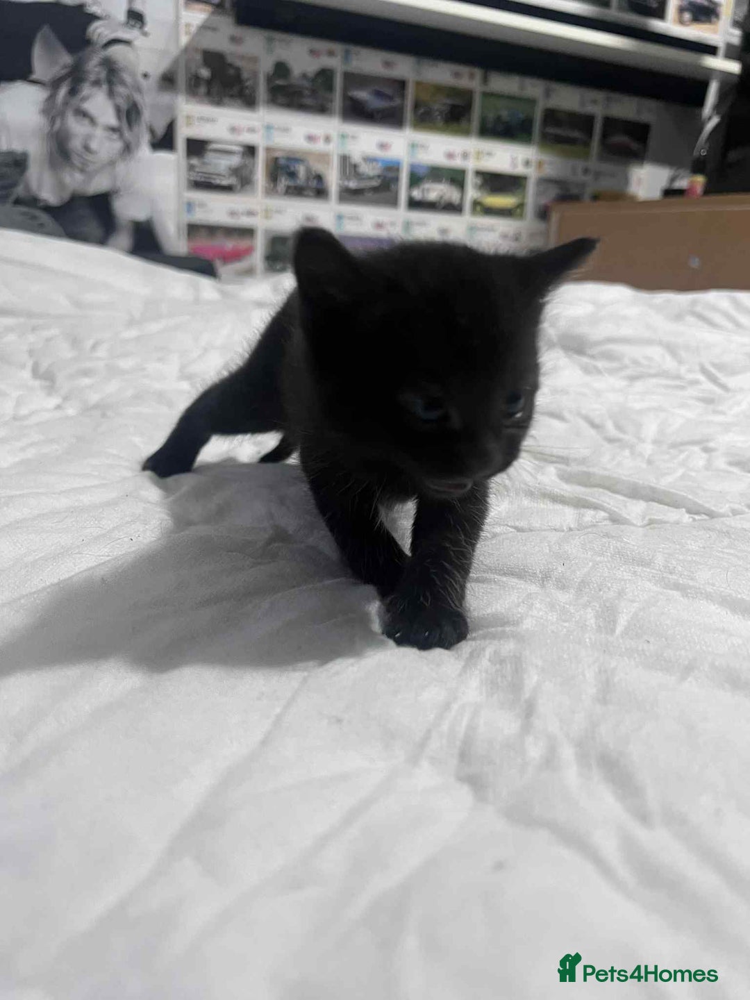 Mixed Breed cats for sale: Kittens for sale - Image 13