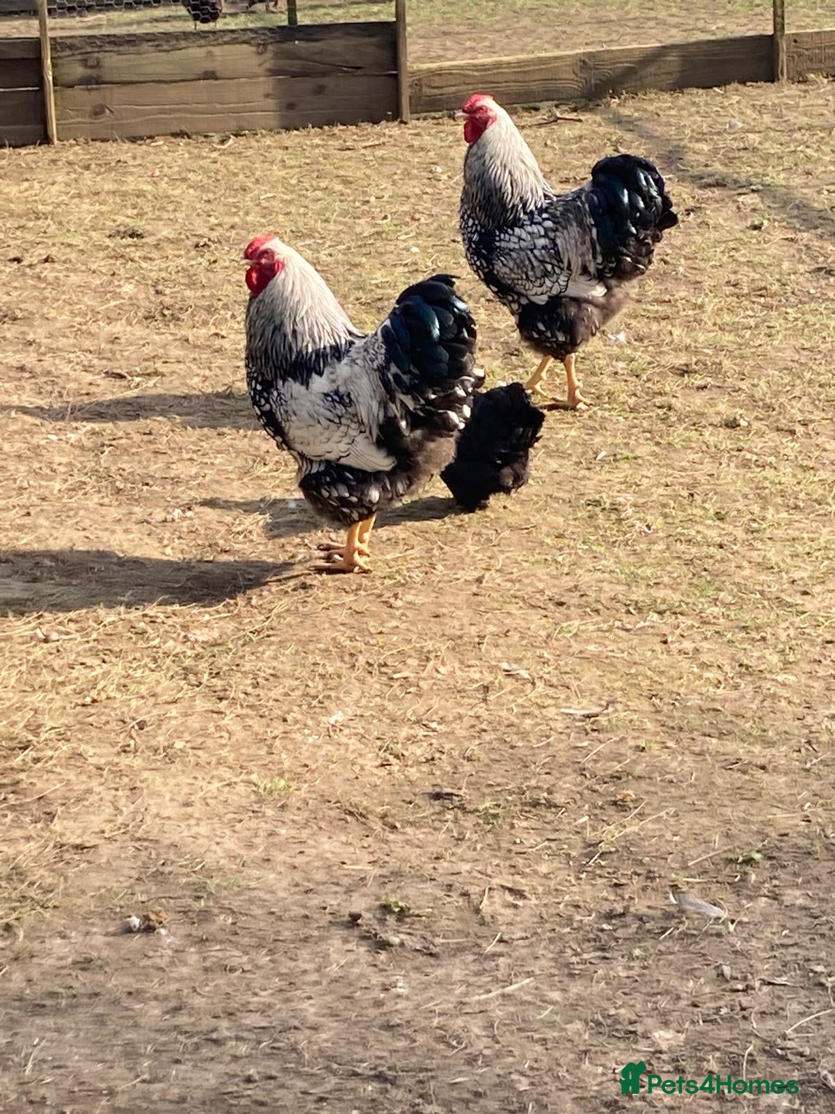 Chickens poultry Silver Laced Wyandotte Cockerels Show Stock - Free - Advert 1